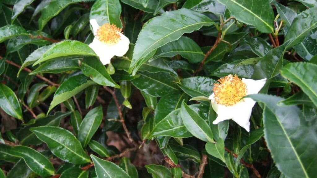 Camellia Sinensis