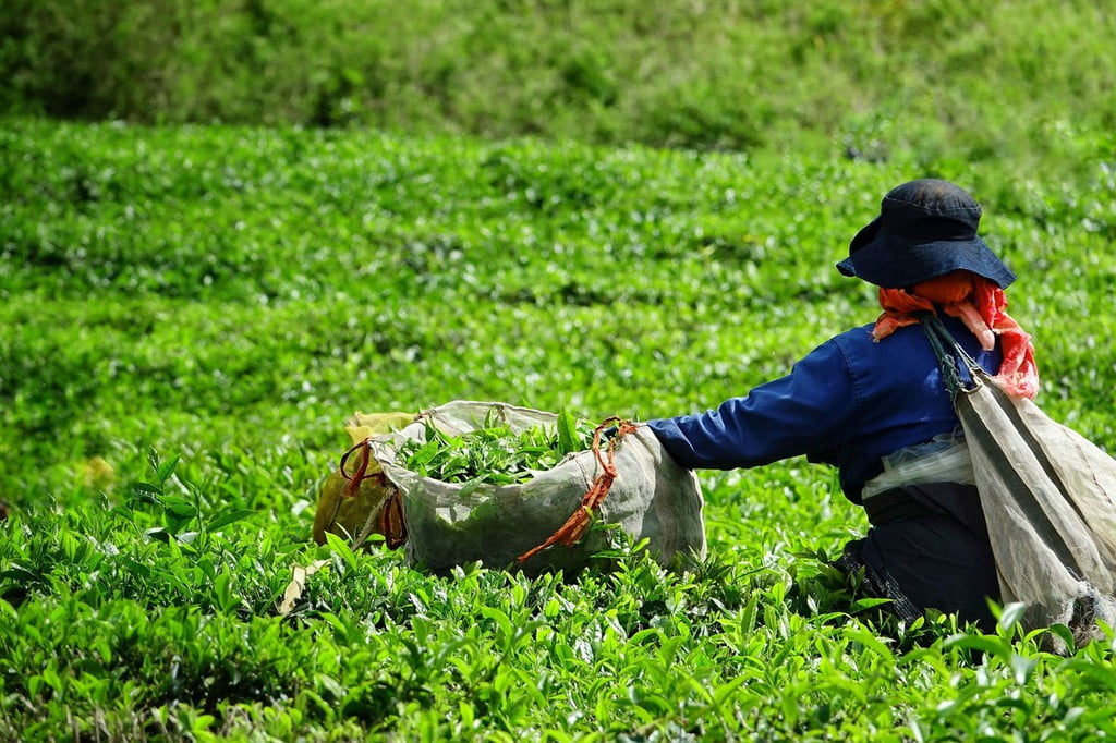 Camellia Sinensis og grønn te